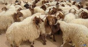 نقرتين لعرض الصورة في صفحة مستقلة