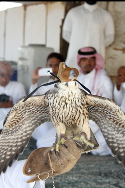 نقرتين لعرض الصورة في صفحة مستقلة