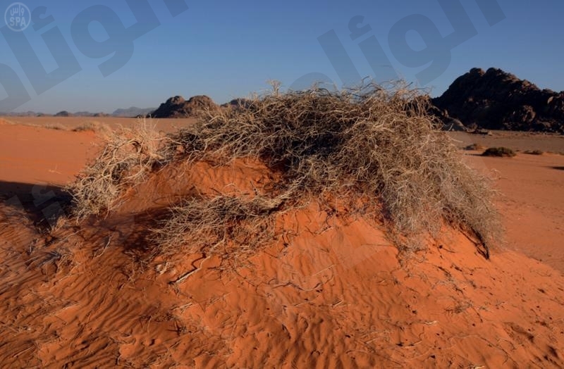 نقرتين لعرض الصورة في صفحة مستقلة