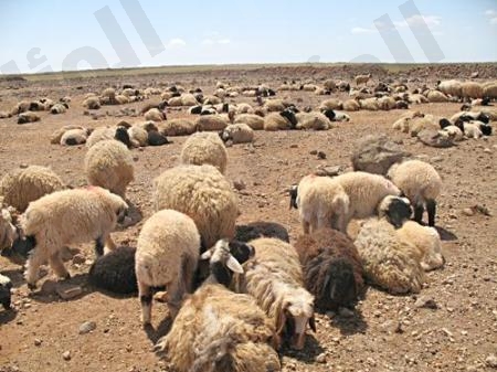 نقرتين لعرض الصورة في صفحة مستقلة