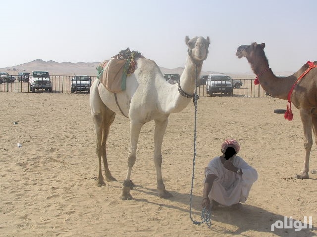 نقرتين لعرض الصورة في صفحة مستقلة