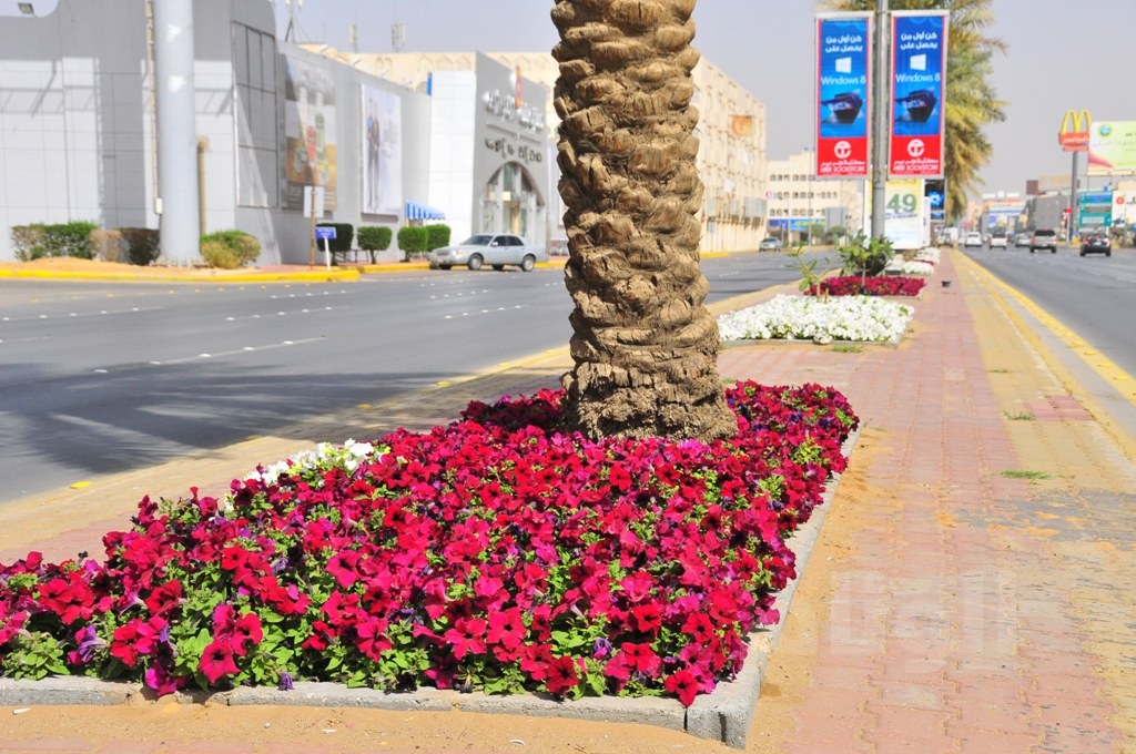 أكثر من مليون ونصف زهرة على أرض عنيزة أكثر من مليون ونصف زهرة على أرض عنيزة