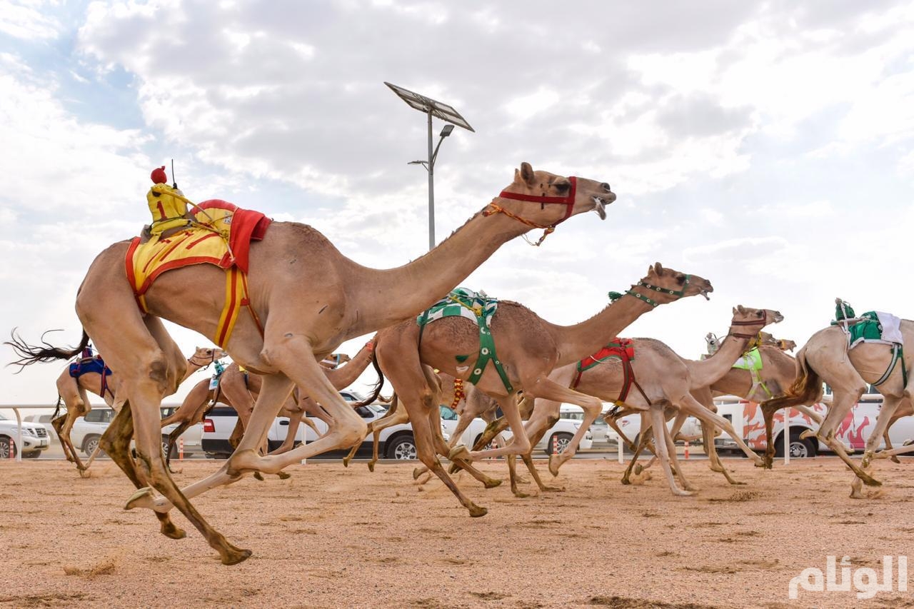 بجوائز 75 مليون ريال.. انطلاق مهرجان خادم الحرمين للهجن بنسخته الثالثة في الرياض 