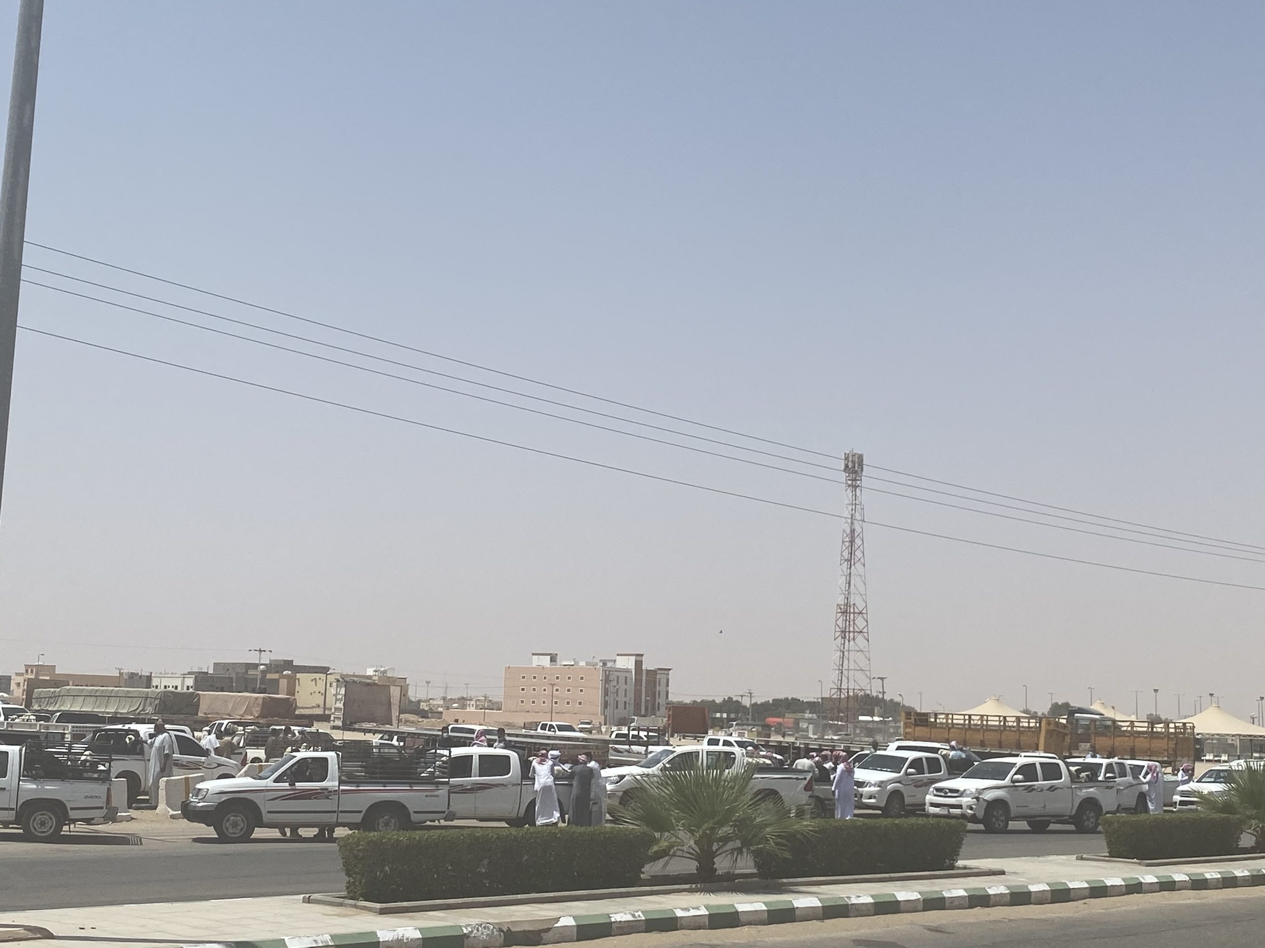 سوق الاغنام النظيم