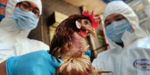 “الصحة العالمية” تحذر من تفشي إنفلونزا الطيور بين البشر