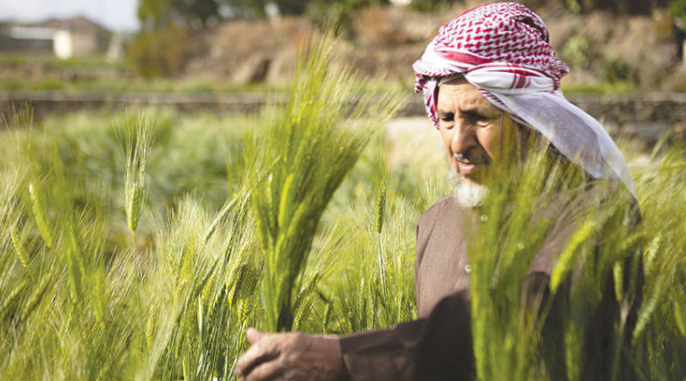 مزارع قمح