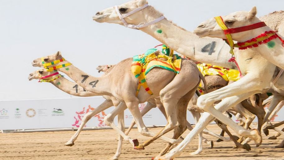 بجوائز 75 مليون ريال.. انطلاق مهرجان خادم الحرمين للهجن بنسخته الثالثة في الرياض سباق الهجن