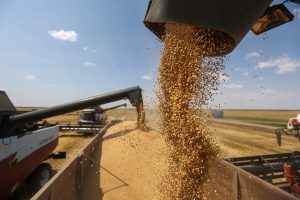 زراعة وحصاد 4 أصناف جديدة من بذور القمح