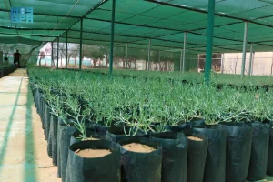 15 مليون شتلة ينتجها مركز تنمية الغطاء النباتي بالجوف سنويًا