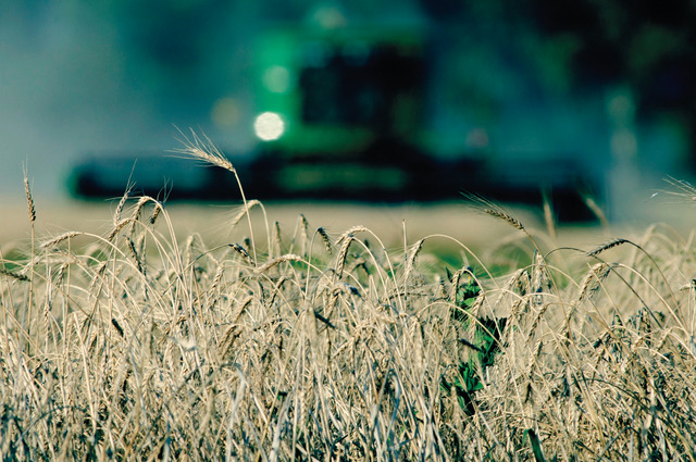 “البيئة” تطلق خدمة حصاد القمح المجانية لصغار المزارعين