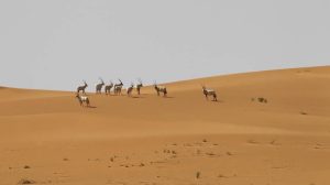 محمية عروق بني معارض