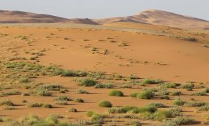 محمية عروق بني معارض