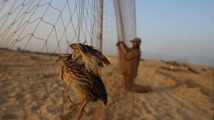 مخالفة الصيد باستخدام الشباك