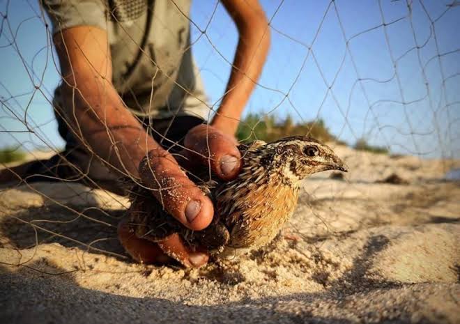 ضبط مواطنين لارتكابهما مخالفة الصيد في محمية الإمام تركي بن عبدالله مخالفة الصيد باستخدام الشباك