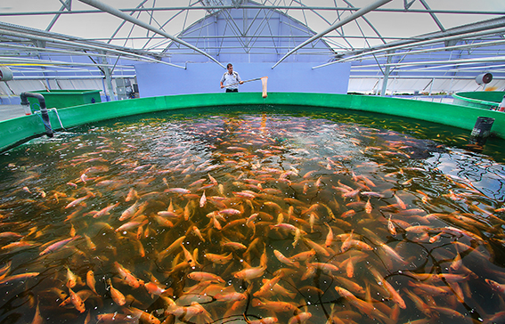 إبراهيم الزهراني: نستهدف تحقيق نسبة اكتفاء 100% من الأسماك بحلول 2030