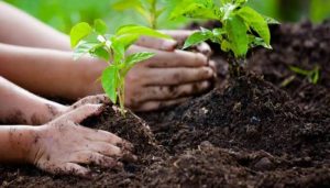 ضمن مبادرة السعودية الخضراء.. زراعة أكثر من 1,1 مليون شجرة بالمدينة المنورة
