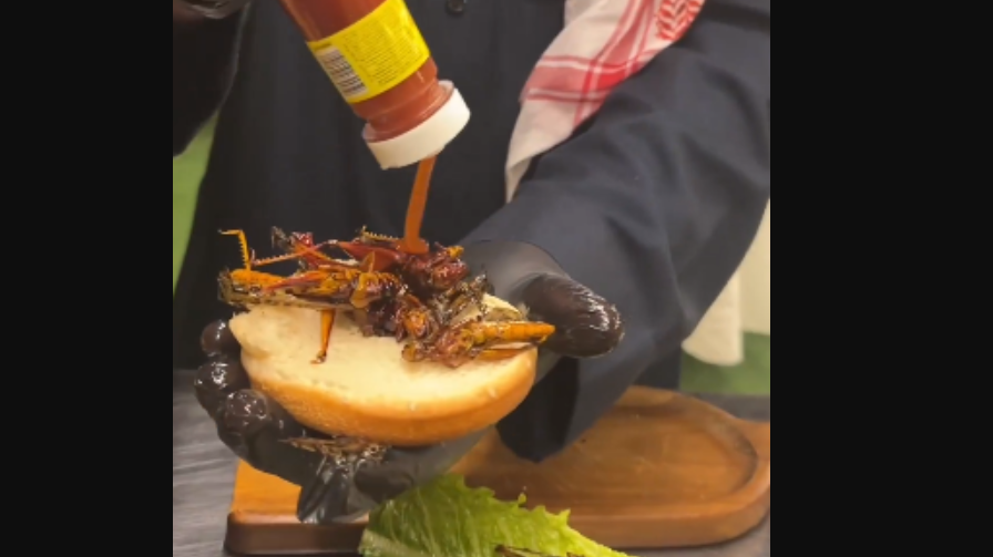 برجر الجراد.. طريقة صنع «الوجبة الصحية» مع بداية موسمه (فيديو)