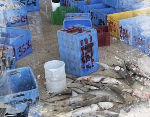“الحياة الفطرية”: ضبط شخص بحوزته 47 سمكة “قرش الشعاب” بغرض البيع