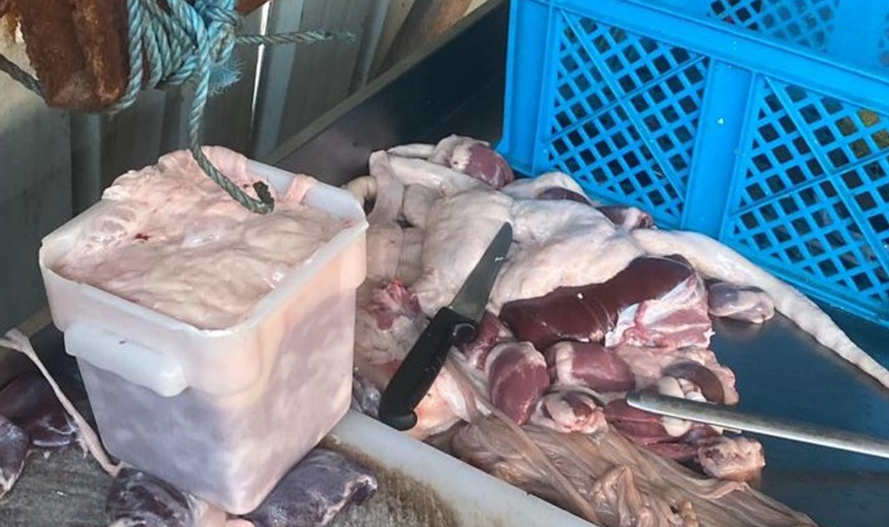 أمانة جدة تضبط مسلخاً عشوائياً يتبع مطعماً شهيراً