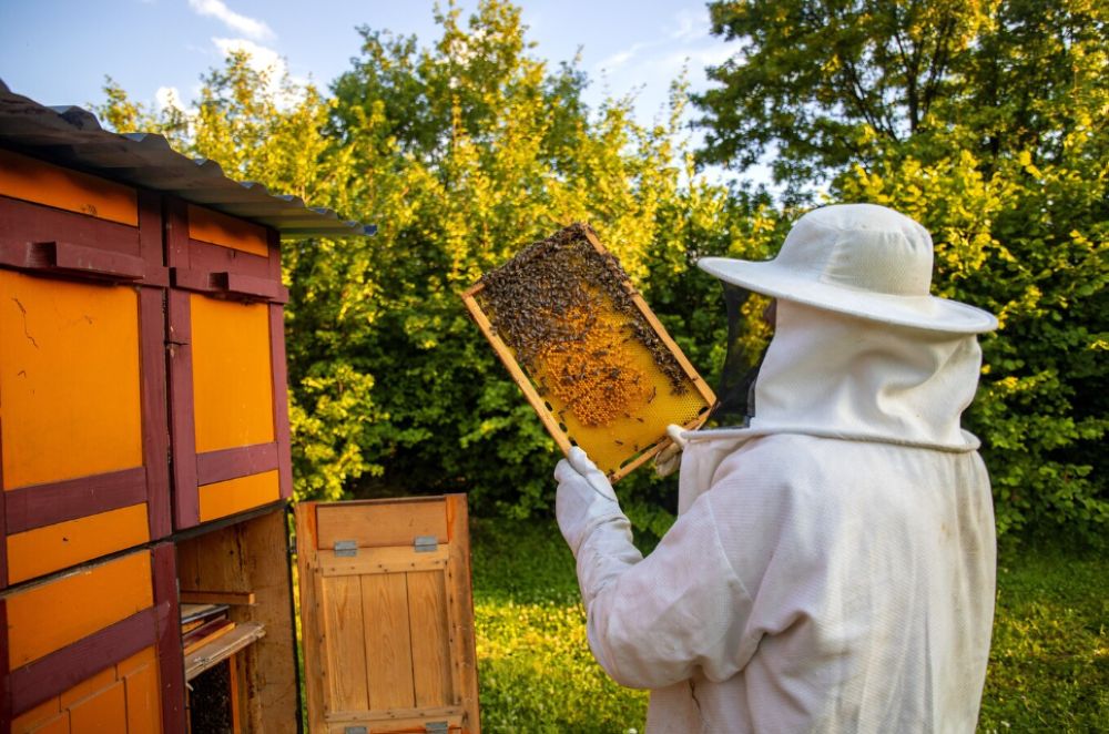 خبراء من “فاو” يبحثون تطوير صناعة منتجات نحل العسل بمكة المكرمة