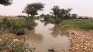 “الغطاء النباتي”: تأهيل نحو 620 ألف هكتار من الأراضي المتدهورة بتقنية حصاد مياه الأمطار