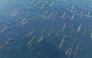 “الحياة الفطرية” يرصد عددًا من صغار الدلافين المرقطة في البحر الأحمر