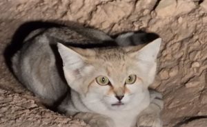 لأول مرة.. رصد القط الرملي في محمية الوعول