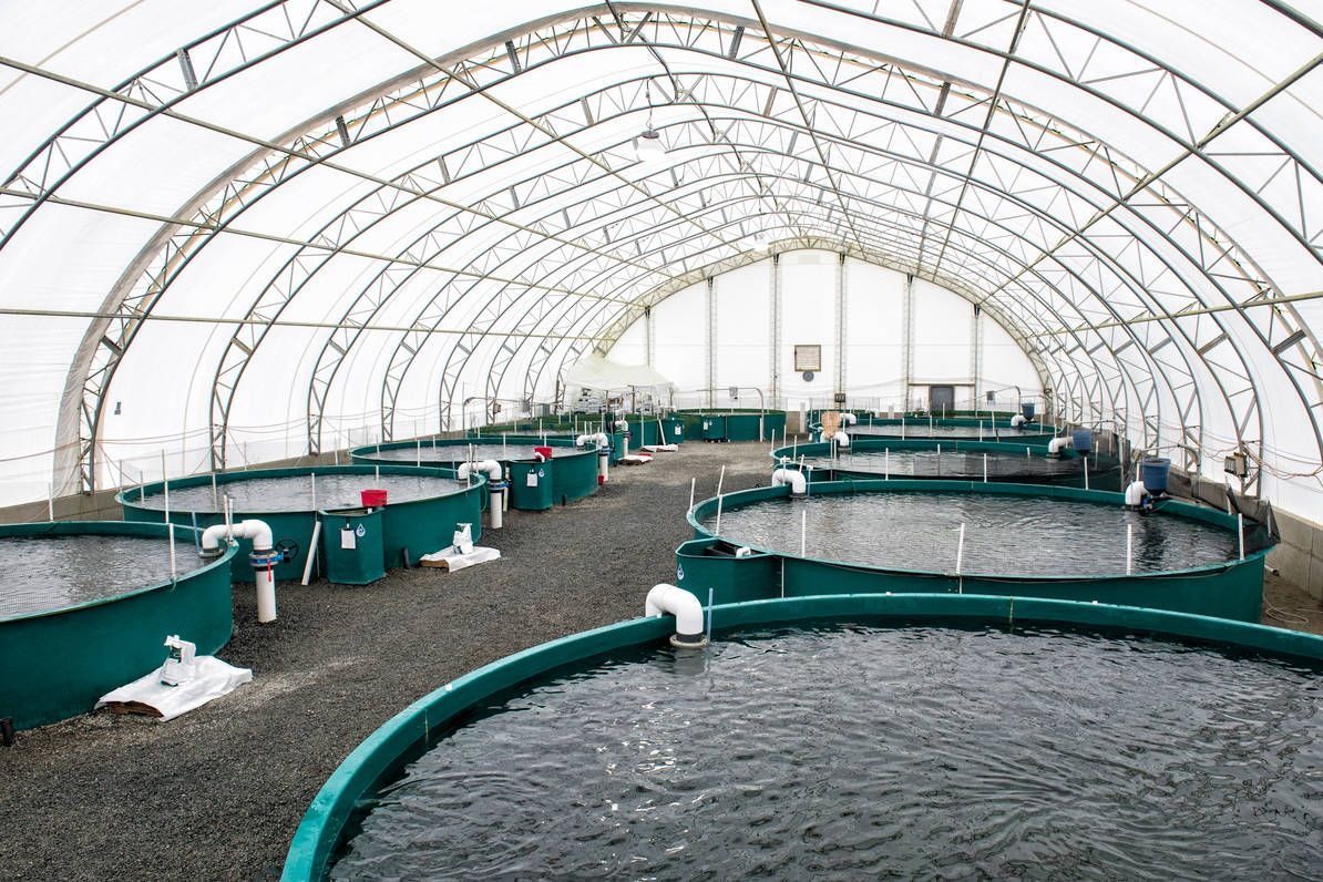 قطاع الاستزراع السمكي أحد ركائز الأمن الغذائي السعودي