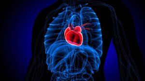 استشاري قلب لـ”الوئام”: متلازمة القلب المكسور تصيب النساء بعد انقطاع الطمث