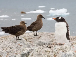 مجلس البحوث العلمية الإسباني يسجل نوع مميت من إنفلونزا الطيور في القطب الجنوبي