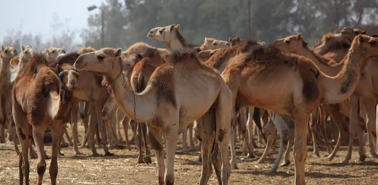 شرطة مكة تستدعي مالك إبل بالطائف للتحقق من ادّعاء تعرُّض إحداها للطعن الضوابط العامة لإقامة مزادات الإبل المؤقتة