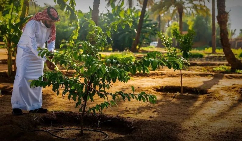 مبادرة السعودية الخضراء