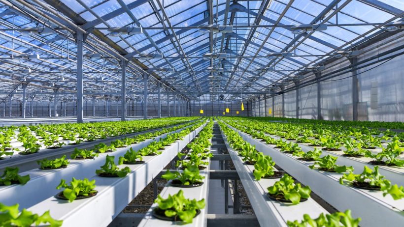 قروض صندوق التنمية الزراعية.. طفرة غير مسبوقة لتحقيق الأمن الغذائي بالسعودية
