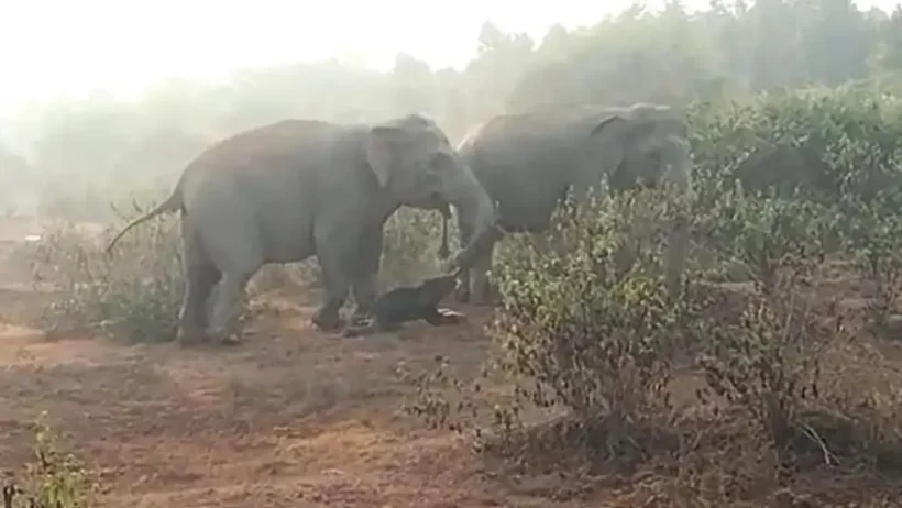الأفيال الآسيوية تدفن موتاها.. صور توثق الحدث