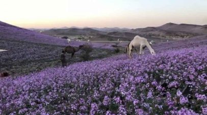 “الأرصاد” يتوقع الحالة المناخية في السعودية خلال فصل الربيع