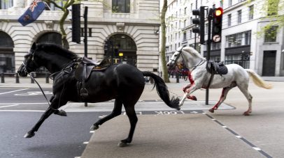 فوضى في لندن بعد هروب خيول من معسكر للجيش
