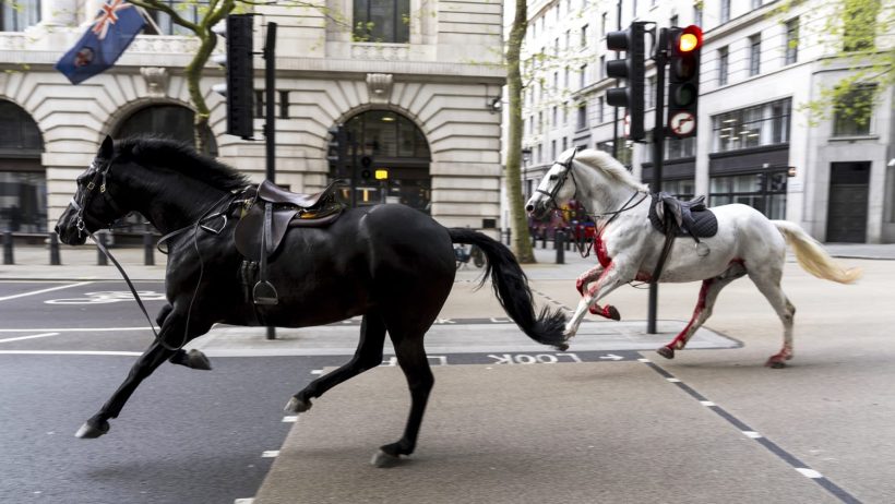 فوضى في لندن بعد هروب خيول من معسكر للجيش