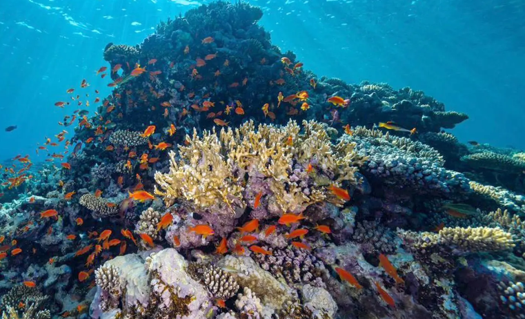 السعودية تكشف عن أكبر مشروع لإحياء الشعاب المرجانية بالعالم