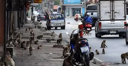 خطة تايلاندية لإنهاء الحرب الأهلية مع القردة