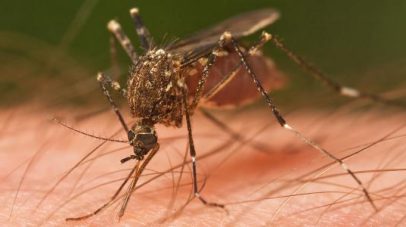 7 حقائق عن الملاريا