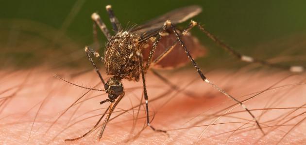 7 حقائق عن الملاريا