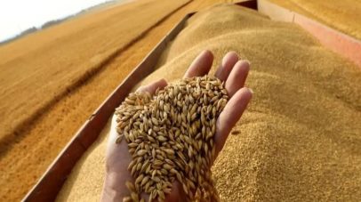 “العامة للأمن الغذائي” جاهزة لاستلام القمح المحلي للموسم الحالي عند 1800 ريال للطن