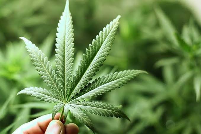 بايدن ينتقد نهج بلاده الفاشل إزاء الماريجوانا.. وأمريكا تصنفها “مُخدر أقل خطورة”