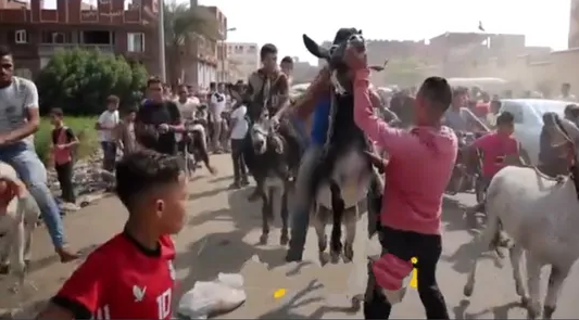 قرية مصرية تنظم سباقا فريدا للحمير لمسافة 15 كيلومترا
