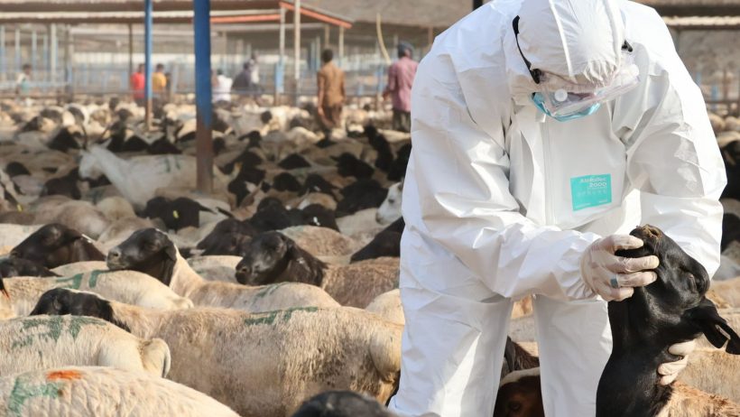 وقاء يفسح أكثر من مليون رأس مواشي للدخول إلى العاصمة المقدسة منذ بداية موسم الحج