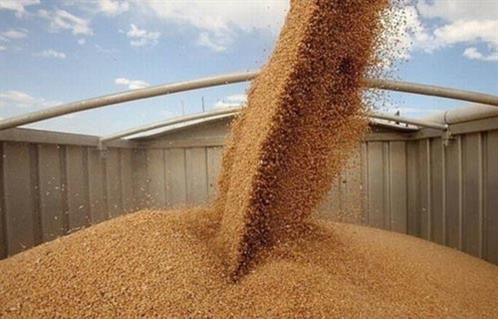 هيئة الأمن الغذائي تطرح المناقصة الثالثة في 2024 لاستيراد 595 ألف طن قمح