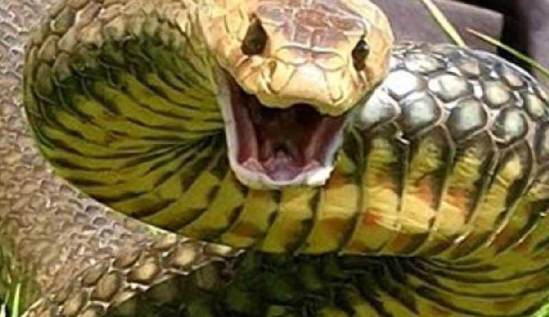 رعب في إندونيسيا.. العثور على امرأة مفقودة داخل أحشاء ثعبان