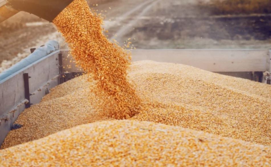 “الأمن الغذائي” تطرح مناقصة لاستيراد 595 ألف طن قمح