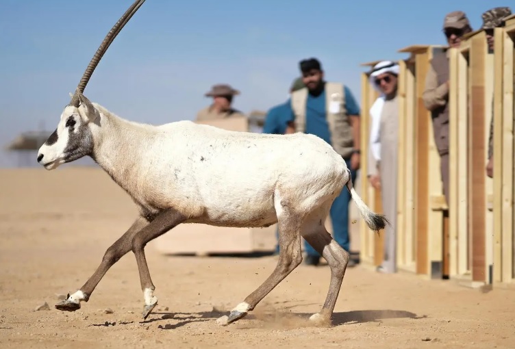 إطلاق 80 كائنًا مهددًا بالانقراض في محمية الأمير محمد بن سلمان إعادة توطين 80 كائنًا مهددًا بالانقراض