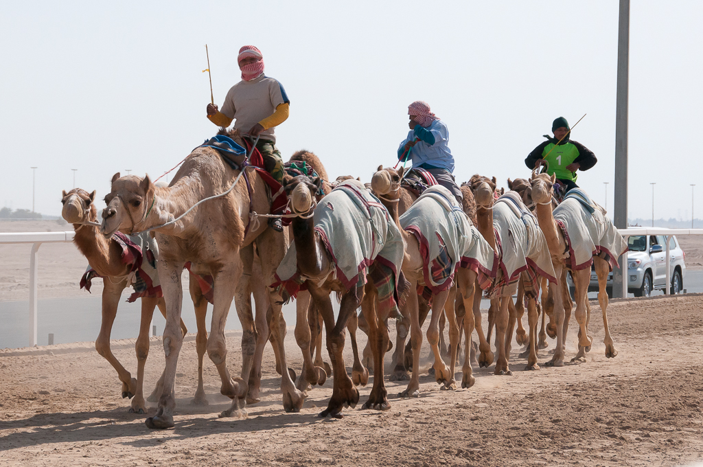 الإعلان عن الفائزين بجائزة الملك عبدالعزيز لسباقات الهجن